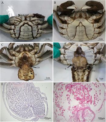 Transcriptome analysis of germ cell changes in male Chinese mitten crabs (Eriocheir sinensis) induced by rhizocephalan parasite, Polyascus gregaria